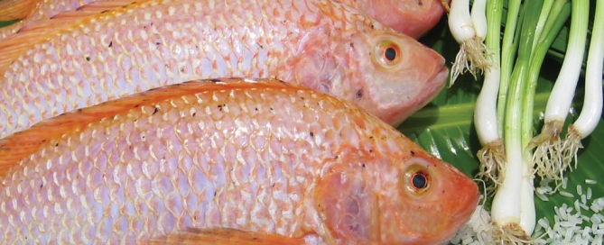 tilapia pixChina article